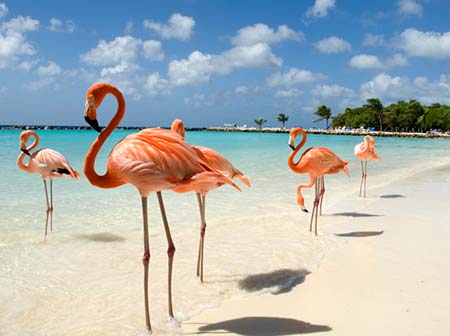 oferta-vuelo-Aruba