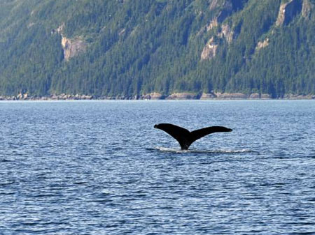 Icy-Strait-alaska