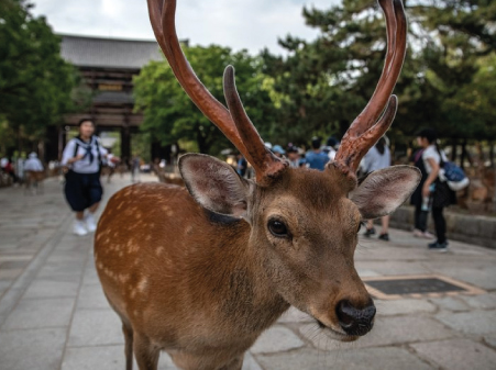 nara